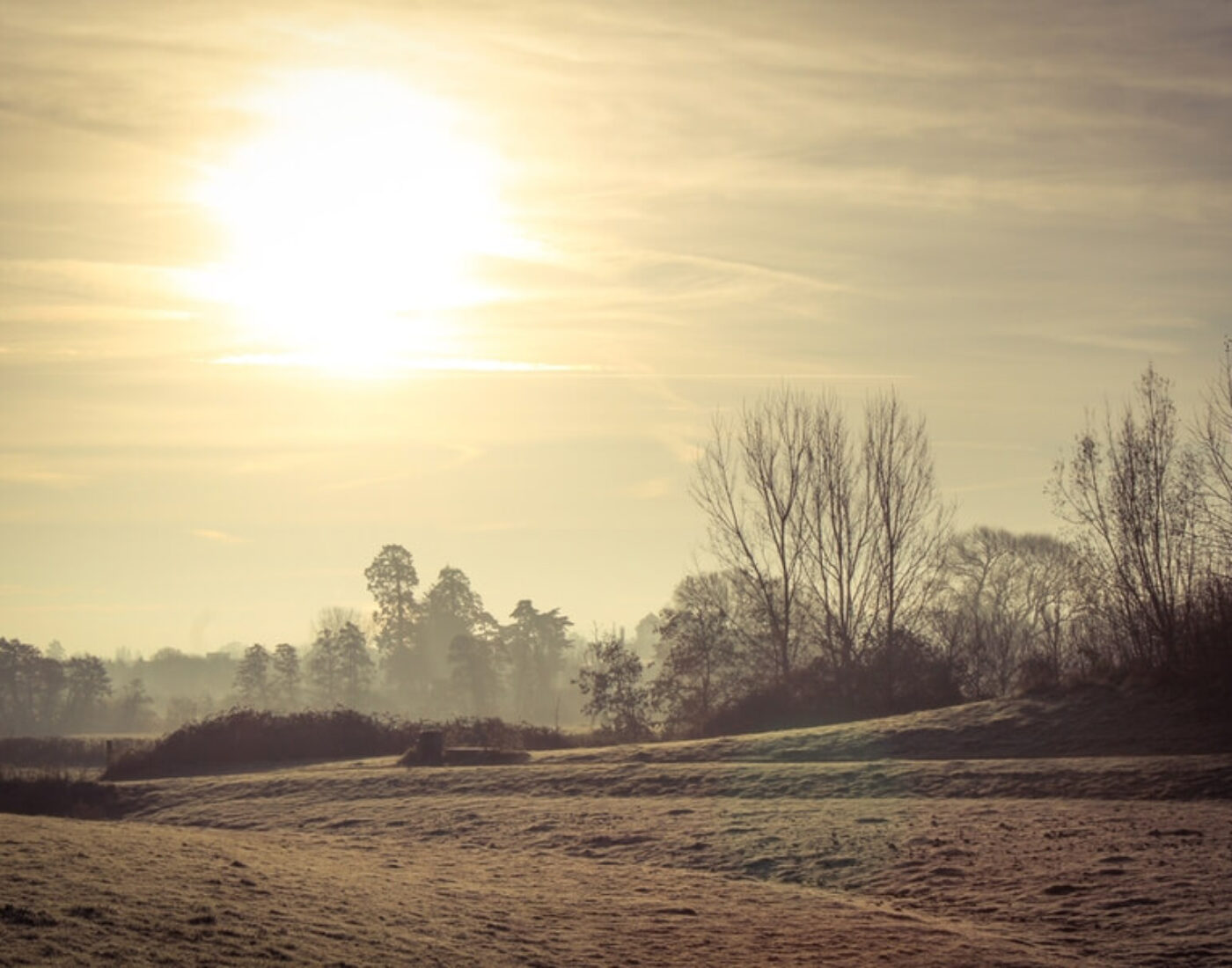 The sun is shining over a field with trees in the background.
